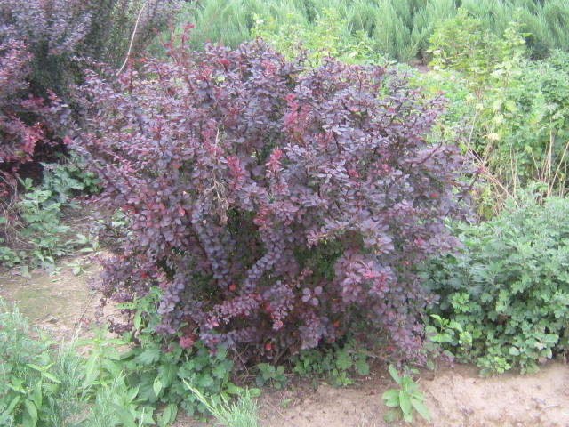 80-120cmt~С򡢙u϶÷