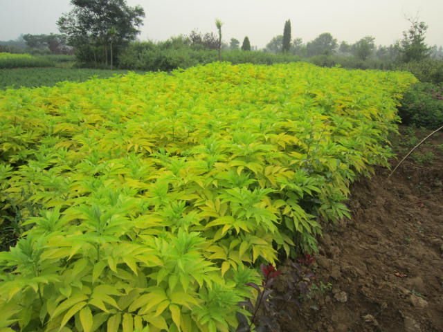 80-150cm~ӹľĿyľ϶㡢