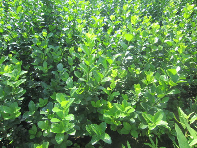 z|lìz|lìС硢z|lìz|lì