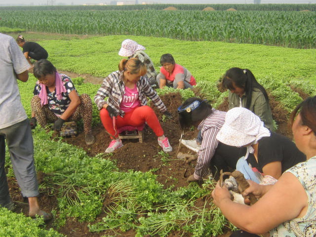 德國景天高度20公分10-20芽批發
