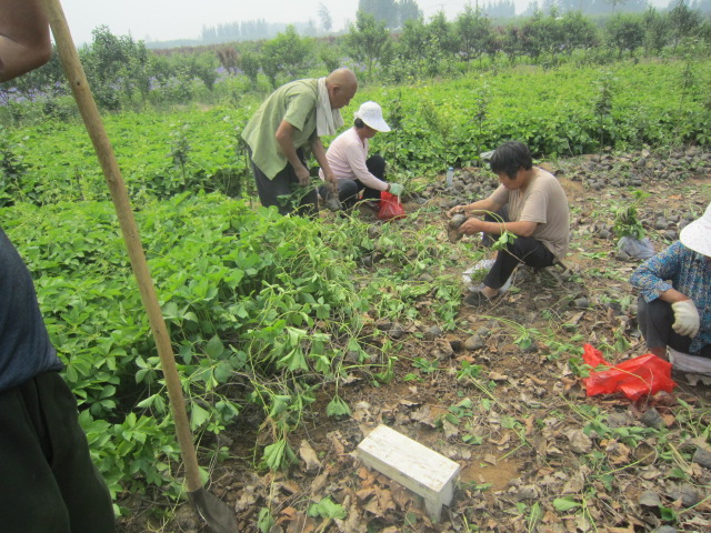 ɽNֲɡӱɽI(yng)B(yng)ɽ