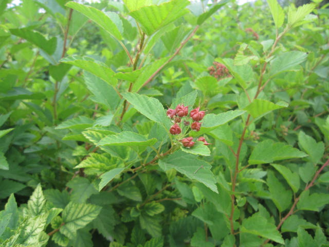 ~L߶1.5׹ڷ1.2ÿ120Ԫ