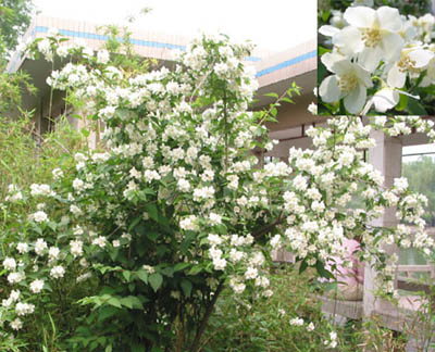 ̫ƽ߶1.5׹ڷ1ÿ100