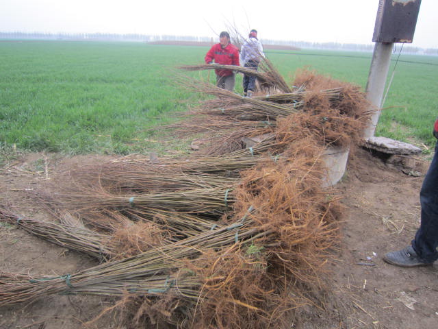 뻱߶1.5״ֶ0.8-1l1Ԫ