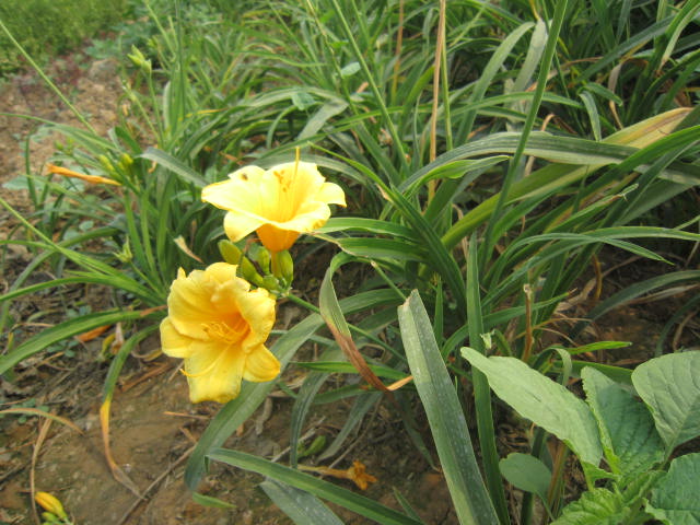 荷蘭菊、福祿考、紫玉簪、白玉簪、紫露草、金娃娃萱草