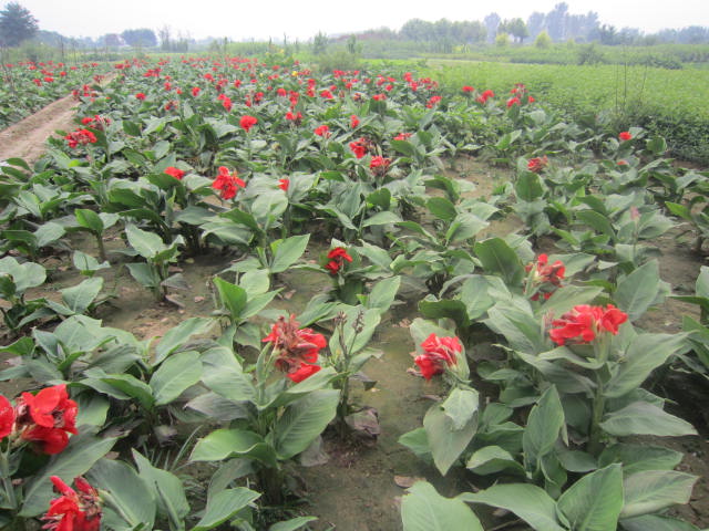 (yng)˽Nb˽˽l(f)r