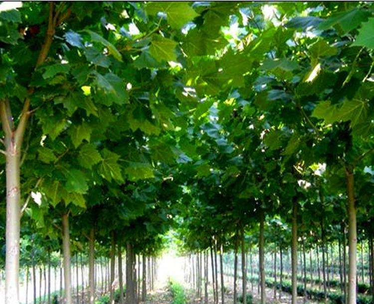 ӱݸNҎ(gu)ͩl(f)r(ji)