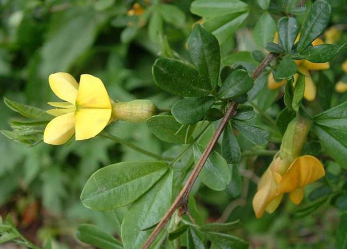 黃花錦雞兒80公分高4分枝20元