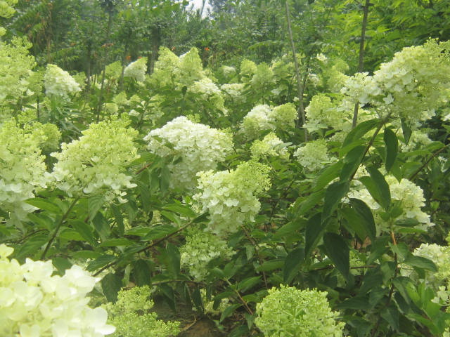 3-5分枝、木繡球、金葉接骨木、金葉風(fēng)箱果、紫葉風(fēng)箱果