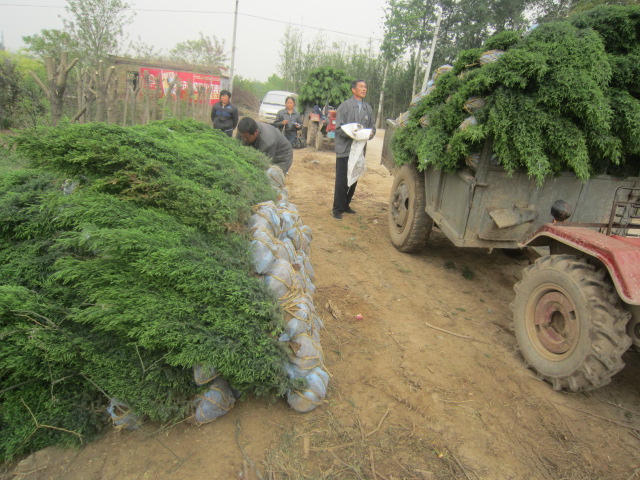 苗木基地望都塔檜1.5米