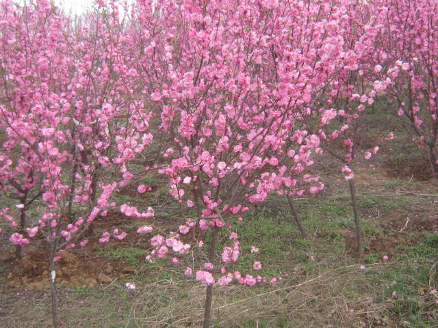 U~÷؏6ָ߶3׹ڷ1.2lr