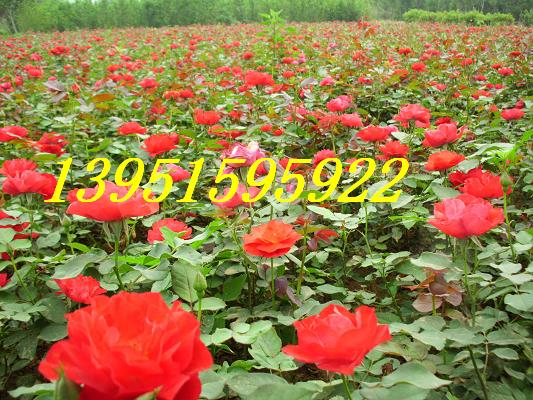 NNޱ¼õ塢Stñޱġtľġѻ