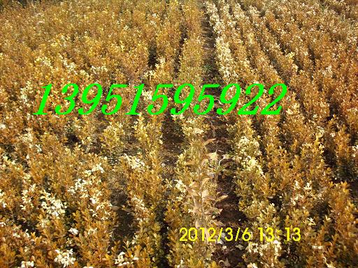 ĹS~S߅SSС~S