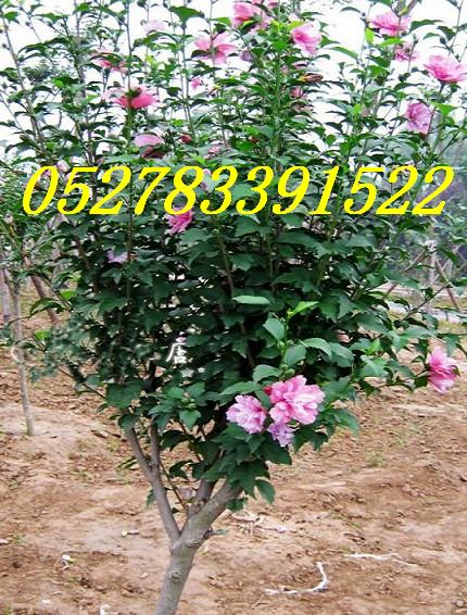 ޱ_ռtMütNӼѲ磬r]