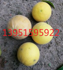 ١׌轡ټt𼬡䛡۽۷NӼС