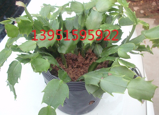 Ҹ䡢l(f)ؔ䡢mзצmϻSβ߅߅