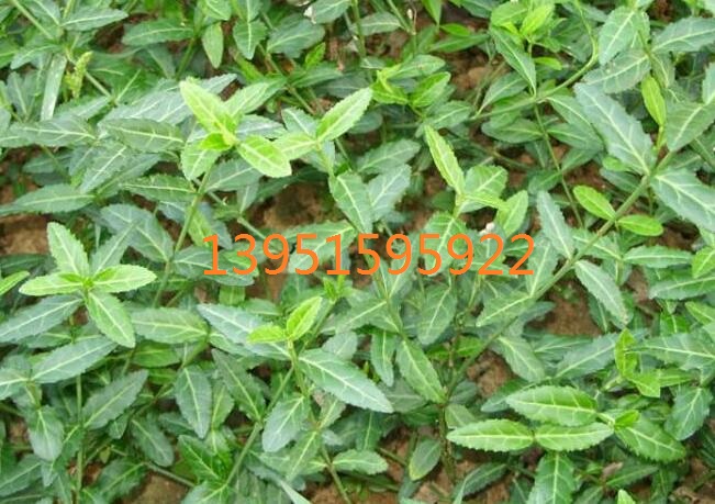 l(wi)ì䁷С~|(zh)(yu)r(ji)