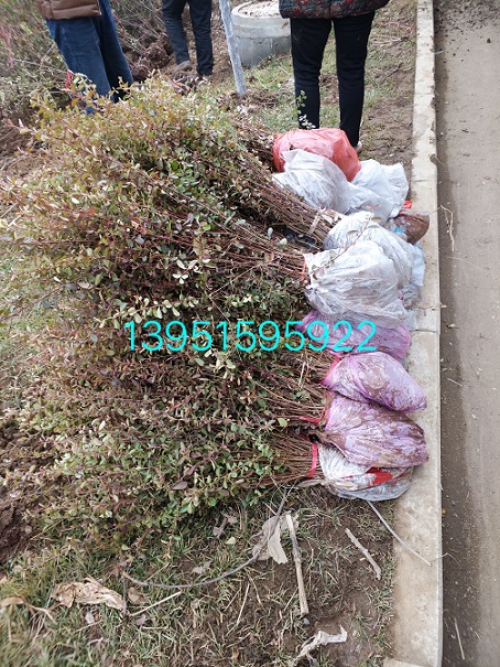 K硢𼬷硢ֲ硢紲С硢Ѳ