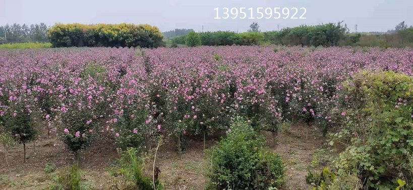 ľȻشľȘľľСľȻ\