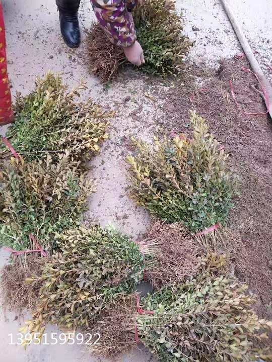 N辰ϹSذء𼬡ɰصȱ