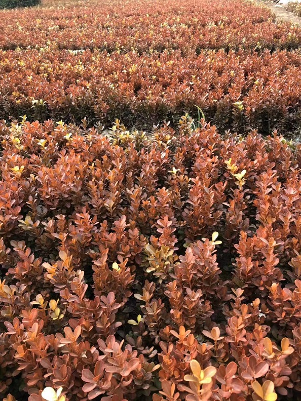 С~SG͡Sϼtϼt