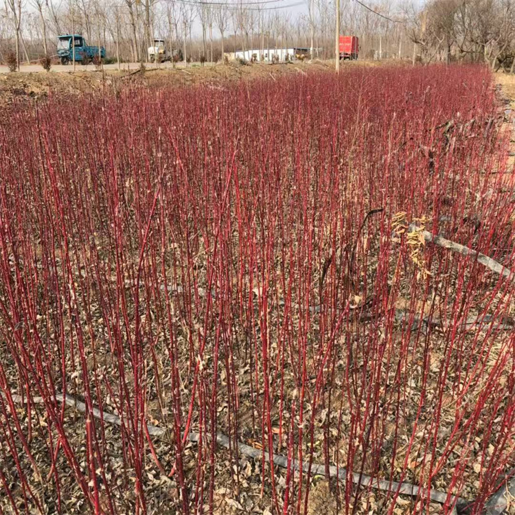 ׻ϗUG~tľ40-100Ҹ95f