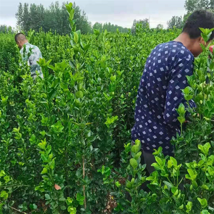 NҎ񱱺S硢ձSС]