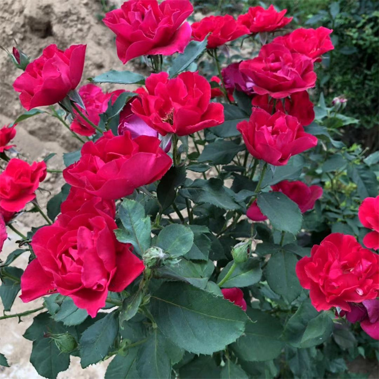 2-3StñNֲ(sh)^|(zh)ɿ