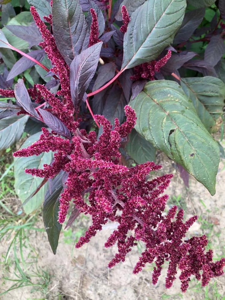 һ1589ｪ{NӰlѿʺ