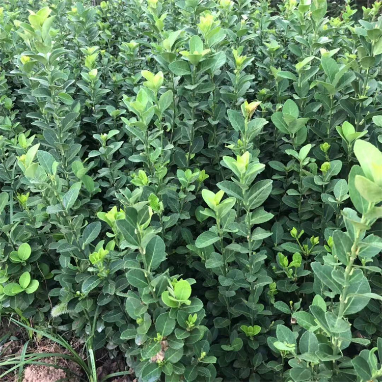 ͺ775f40-60l(wi)ìС֦~ï