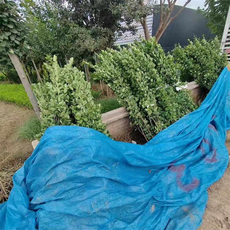 抗寒耐澇北海道黃楊樹苗2米左右高萬年青綠化效果好