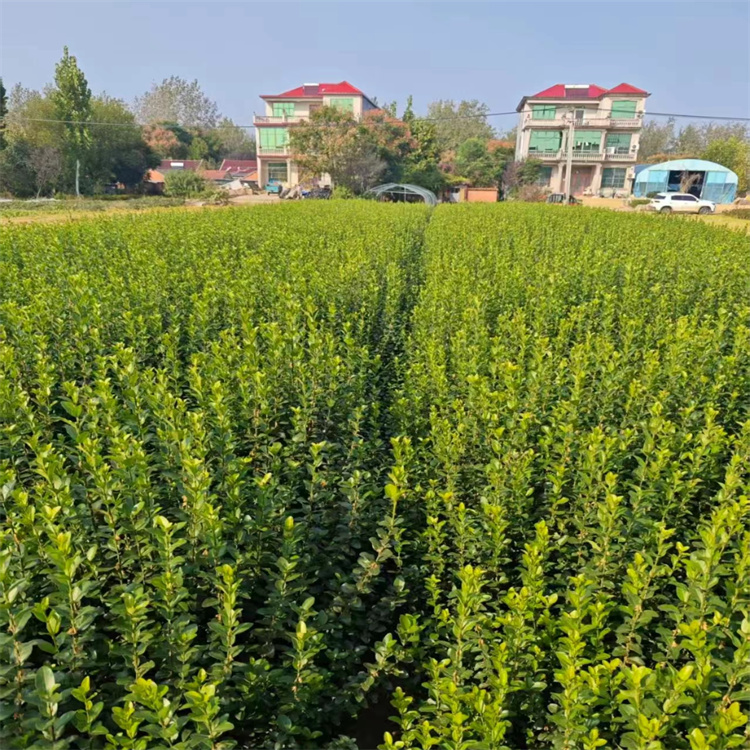 ԏ(qing)m(yng)ԏV40-60l(wi)ìGhɻʺ