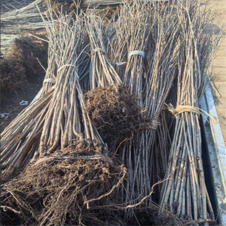 ȥ޽ӵ75f(wn)ϙѻС籣r