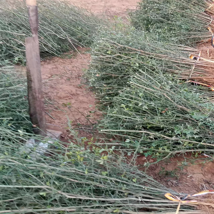 馬甲刺種子、馬甲子、鐵籬笆種子、鳥不站刺種子、花椒、火棘種子