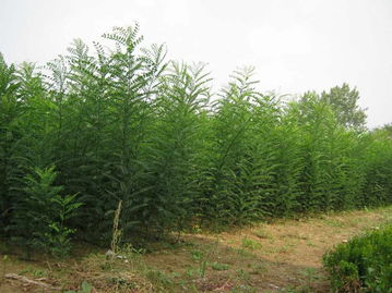 國槐小苗、國槐苗、國槐樹苗