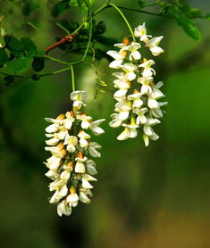 國槐樹、當年小苗國槐