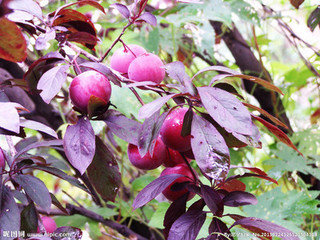 ̩_l(f)^(q)퍈@ˇ(chng)