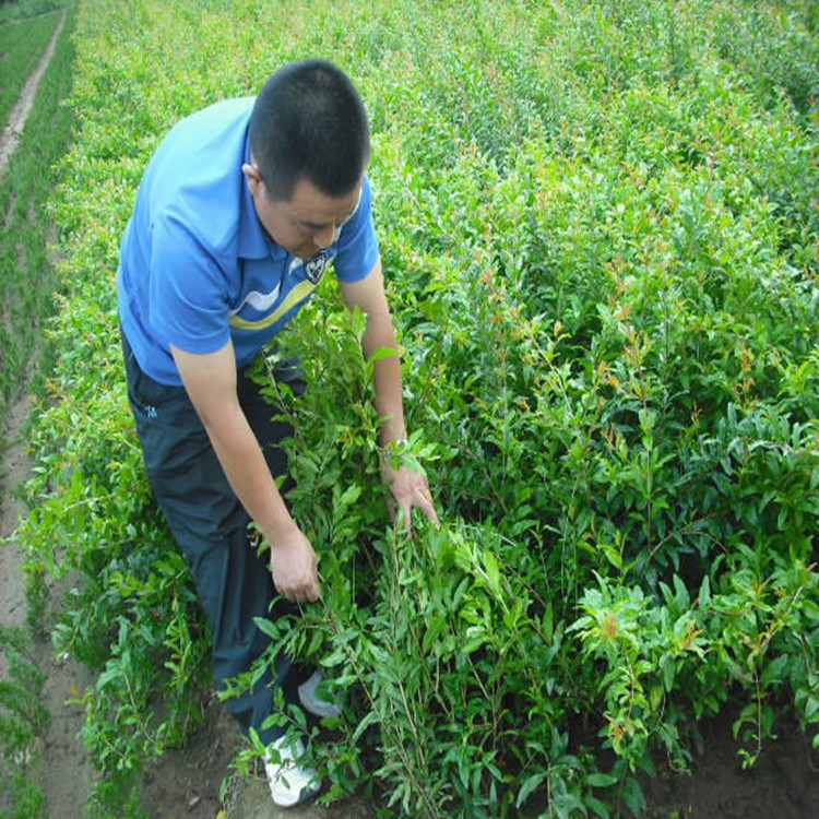 ʯĵʯ硢ꎼtʯ