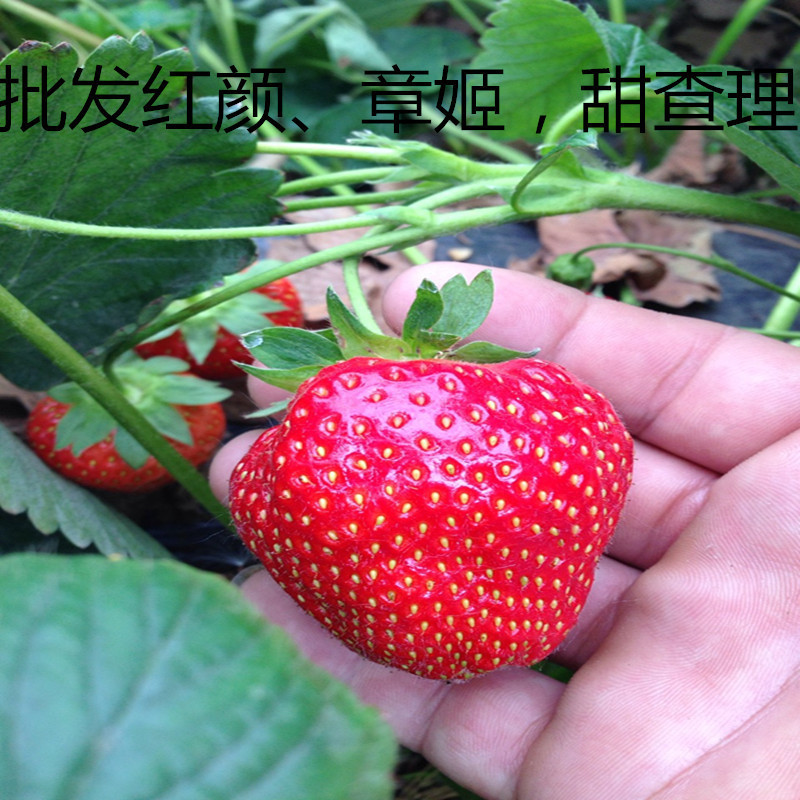 tݮ硢¼ݮ硢ݮ硢mزݮ