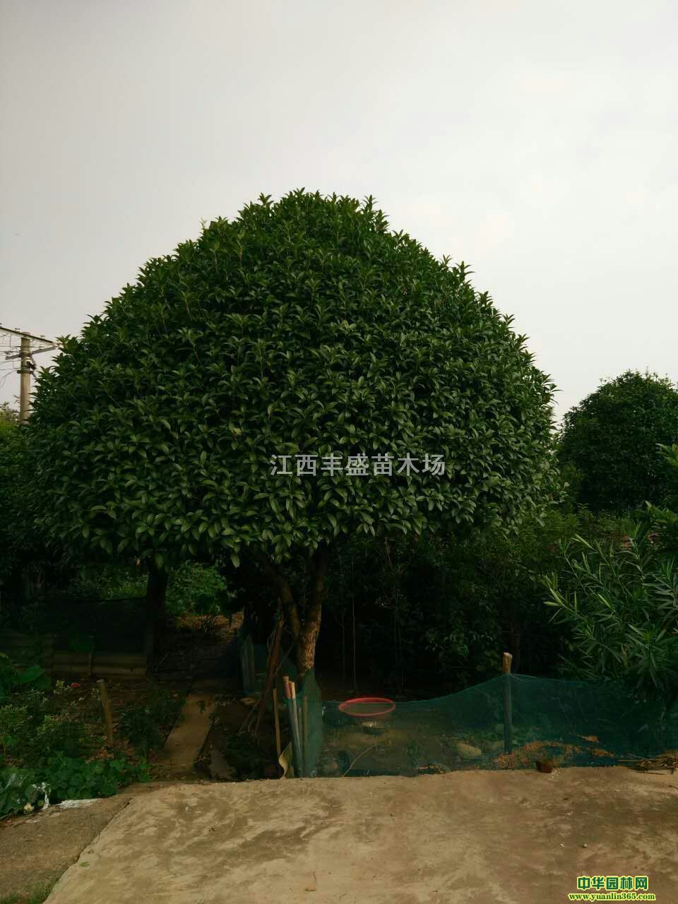 6-10ֹ𻨡uצʡ軨ڸ602ײ軨