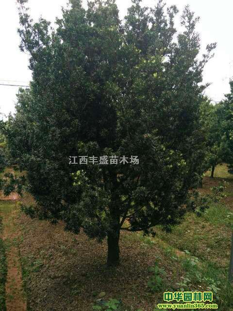 һ_hС硢2-8_hɡ10-18_h