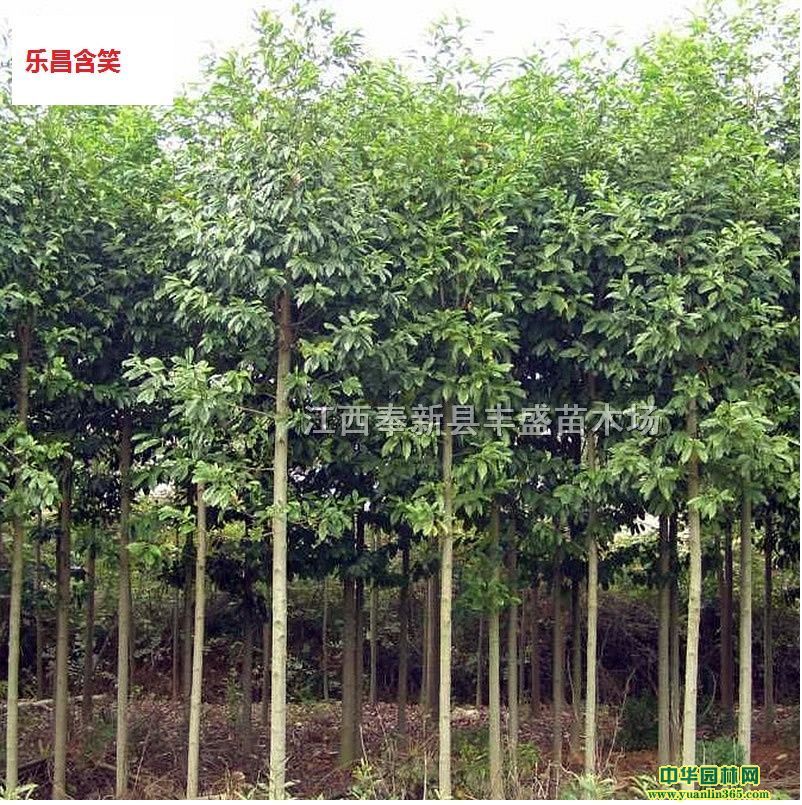 5ֵ6ּt~ʯ骡6֘(l)Ц