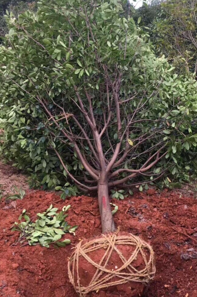 2-15ּt~ʯ骡t~ʯС硢t~ʯ骻