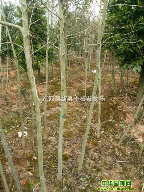 ؏2-3ľ.؏2-3֗㡢3-5ֶӢ