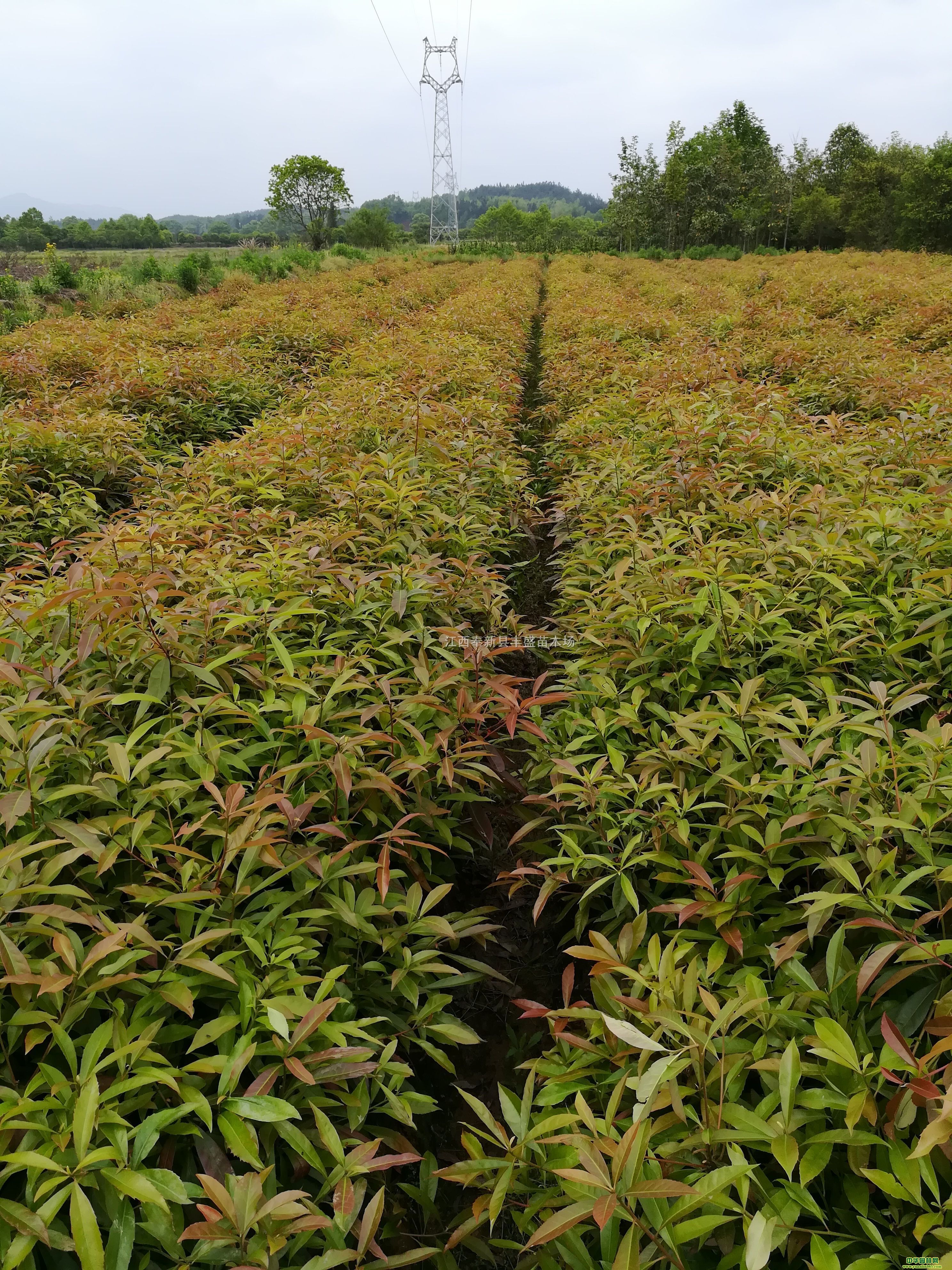 һľС50-100ָߡľСlľľ