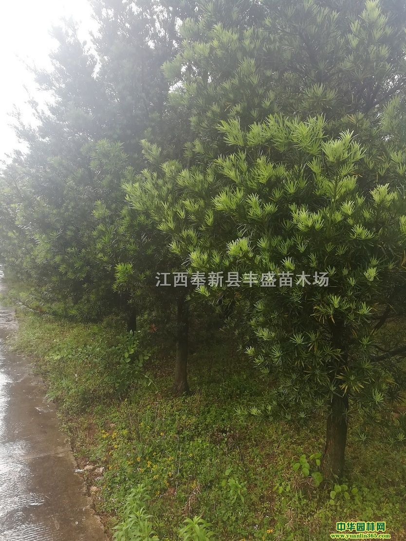 _hɡľɡӢ㡢𻨡tɼؾGľ