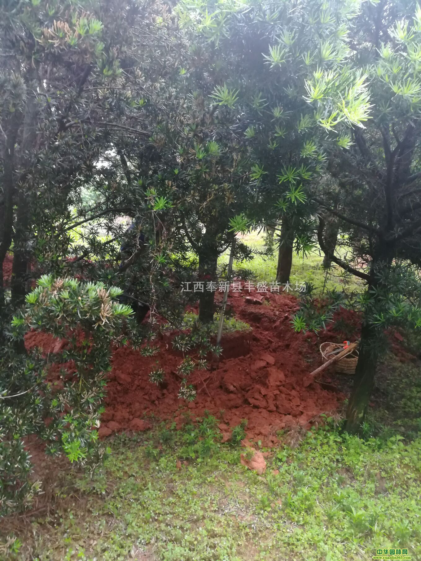 15_hɃr18_h20_h