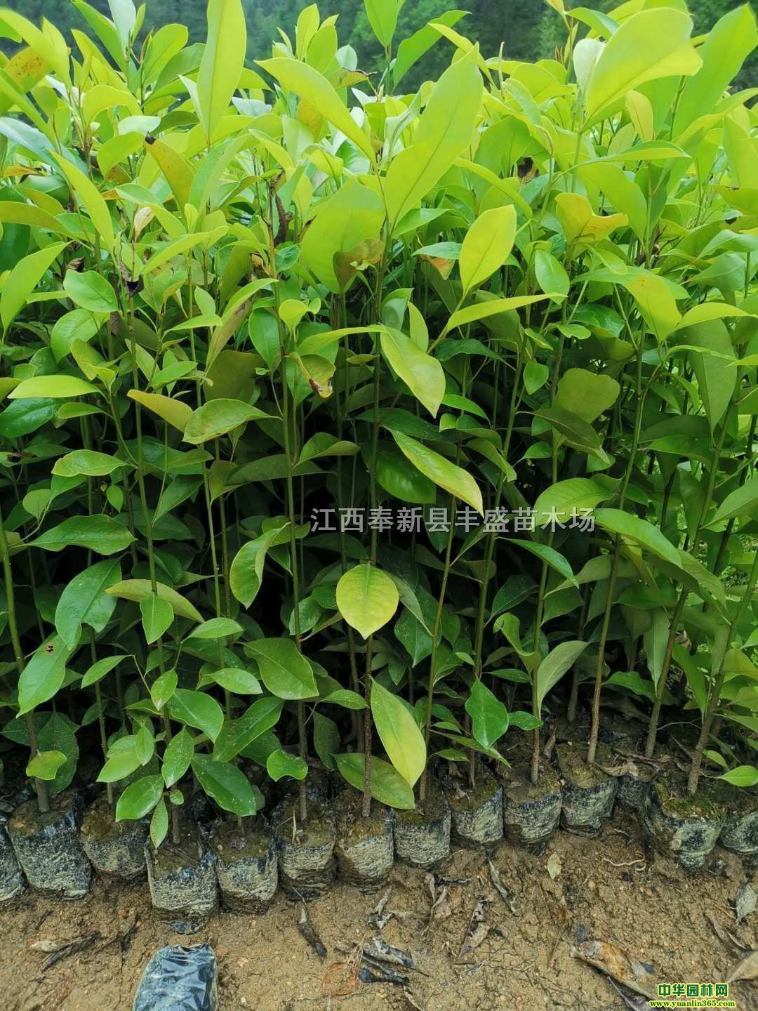 ɽЦl(f)ɽЦIB(yng)硢ЦIB(yng)