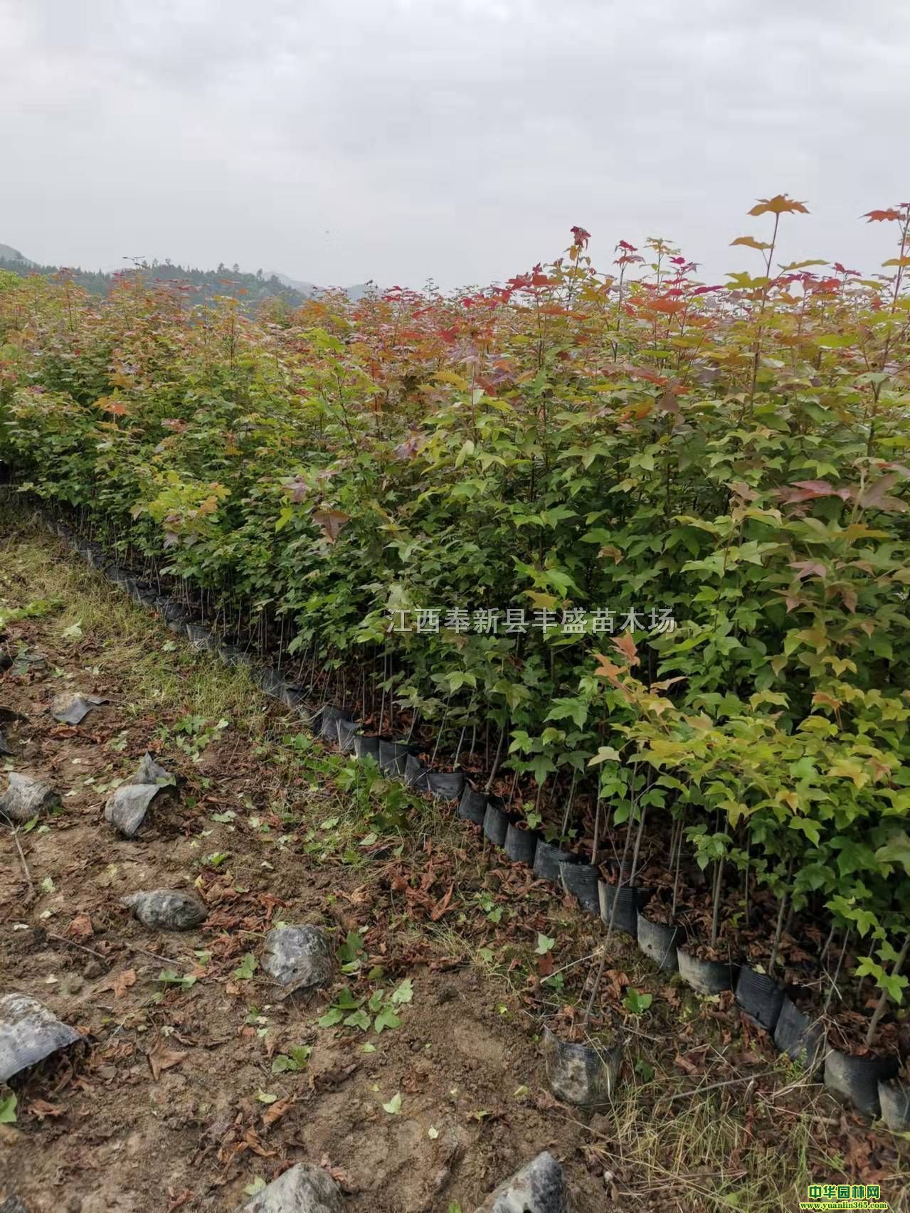 1֗IB(yng)硢1.2ľɱr(ji)