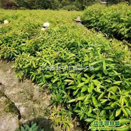 Θ䱭硢tΠIB(yng)硢tΠIB(yng)硢tαr(ji)